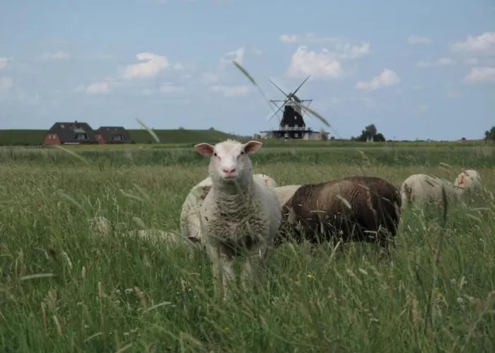 Lägenhet By Interhome Pellworm